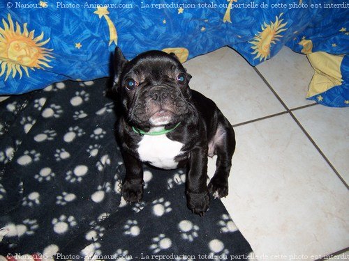 Photo de Bouledogue franais