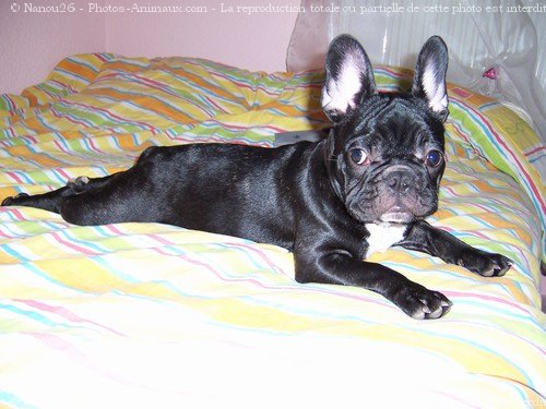 Photo de Bouledogue franais