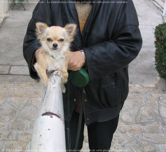 Photo de Chihuahua  poil long