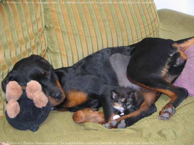 Photo de Rottweiler