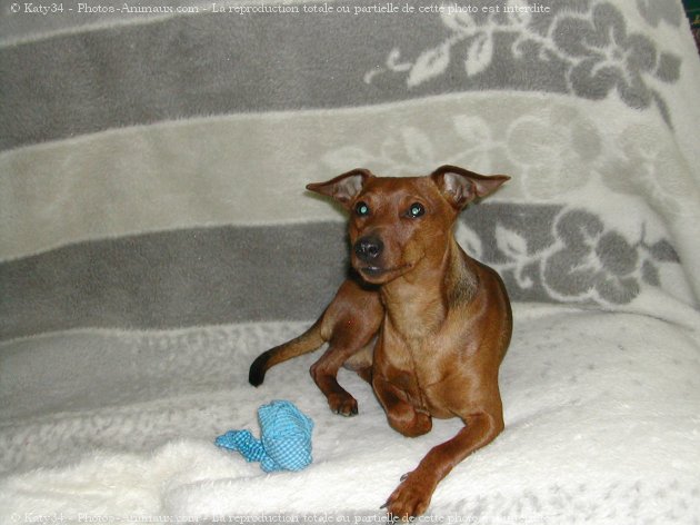 Photo de Pinscher nain