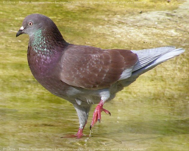 Photo de Pigeon