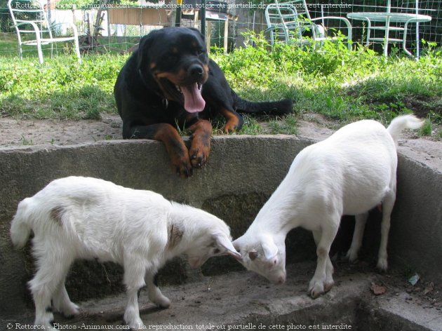 Photo de Races diffrentes