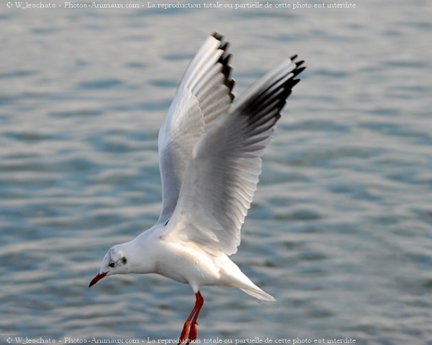 Photo de Mouette