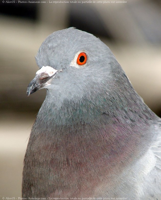 Photo de Pigeon