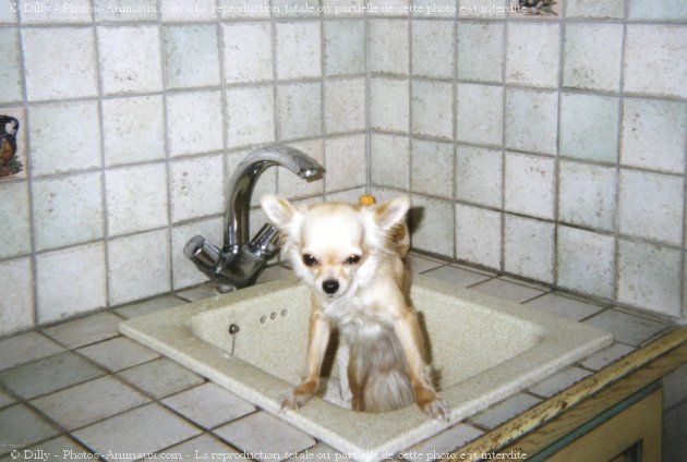 Photo de Chihuahua  poil long