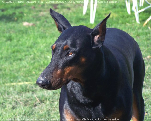 Photo de Dobermann