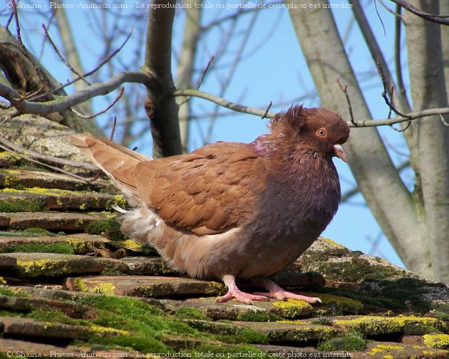 Photo de Pigeon