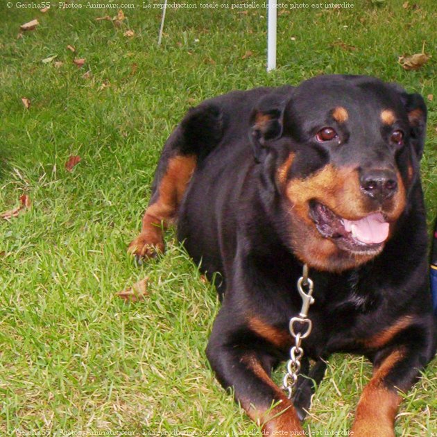 Photo de Rottweiler