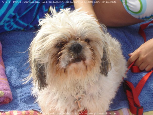 Photo de Shih tzu