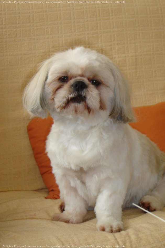 Photo de Shih tzu