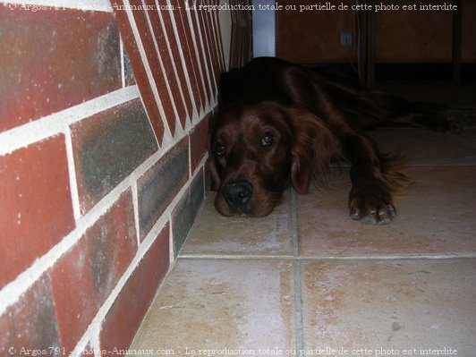 Photo de Setter irlandais rouge