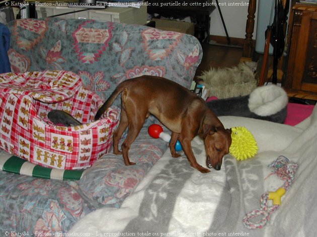 Photo de Pinscher nain