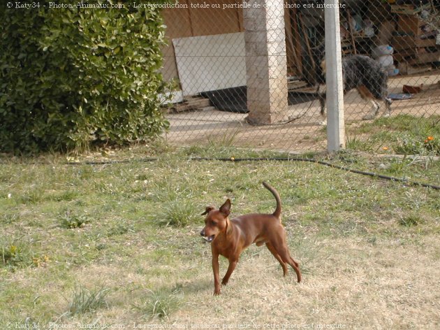 Photo de Pinscher nain