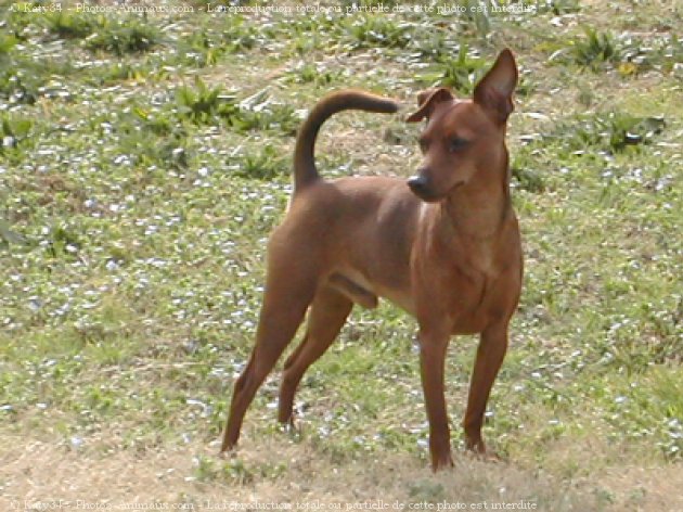 Photo de Pinscher nain