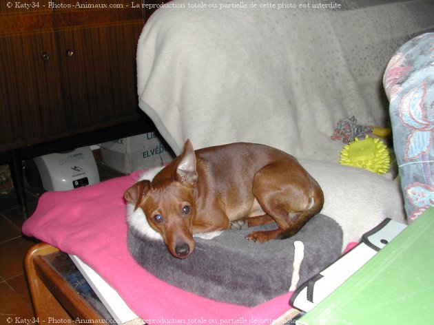 Photo de Pinscher nain