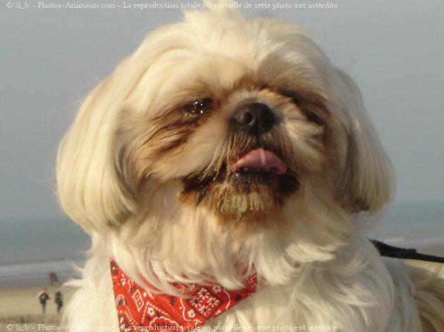 Photo de Shih tzu