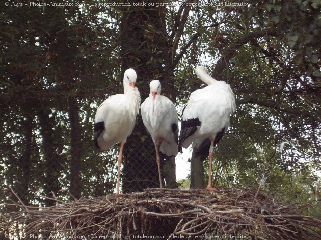 Photo de Cigogne