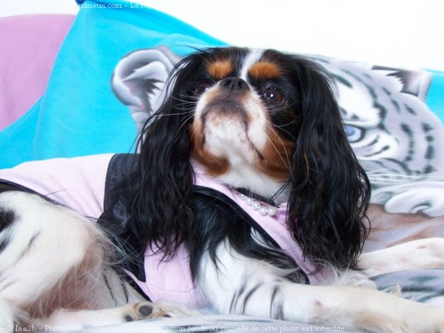 Photo de Cavalier king charles spaniel