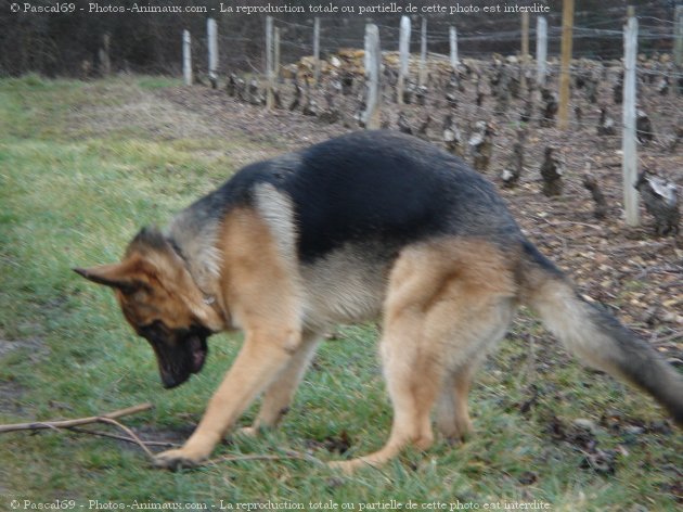 Photo de Berger allemand  poil court