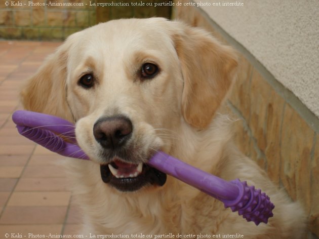 Photo de Golden retriever