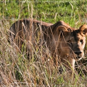 Photo de Lion