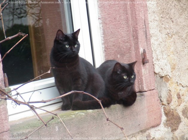 Photo de Chat domestique