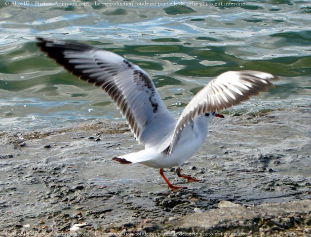 Photo de Mouette