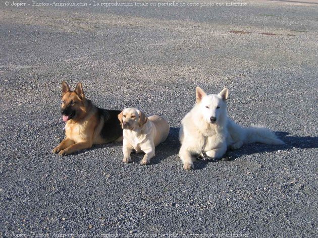 Photo de Berger blanc suisse