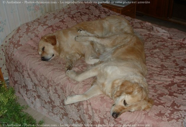 Photo de Golden retriever