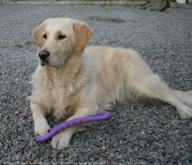 Photo de Golden retriever