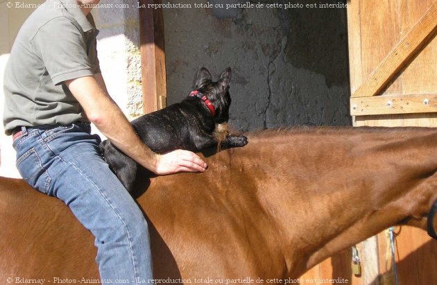 Photo de Bouledogue franais