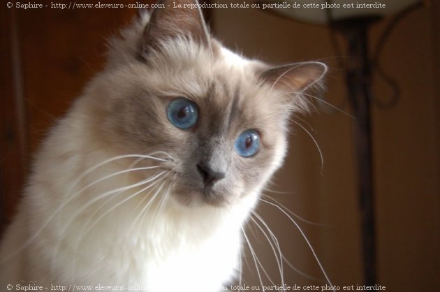 Photo de Sacr de birmanie