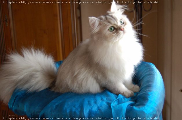 Photo de British longhair