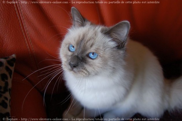 Photo de Sacr de birmanie