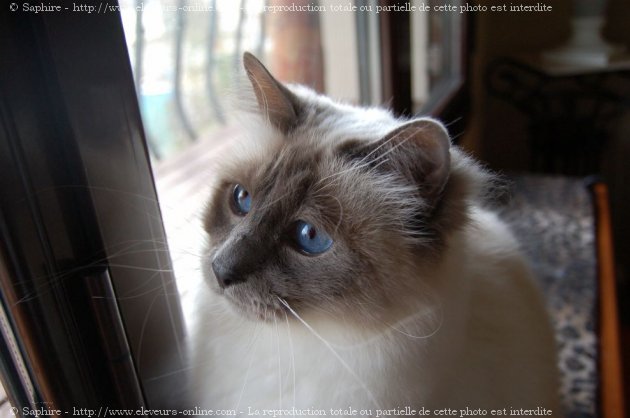 Photo de Sacr de birmanie