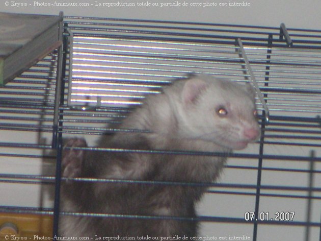 Photo de Furet