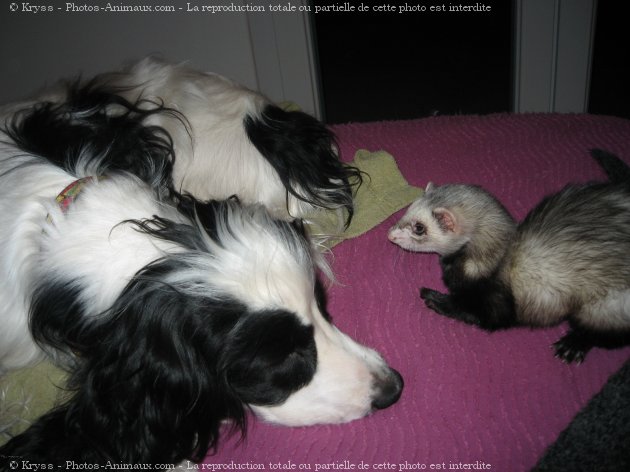 Photo de Furet