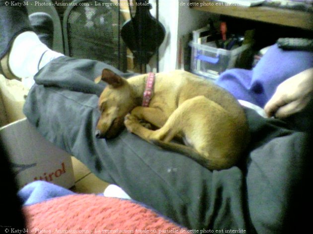 Photo de Pinscher nain