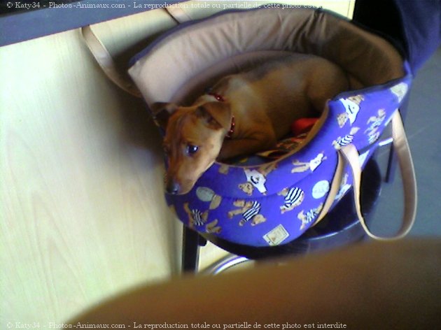 Photo de Pinscher nain