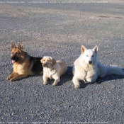 Photo de Berger blanc suisse