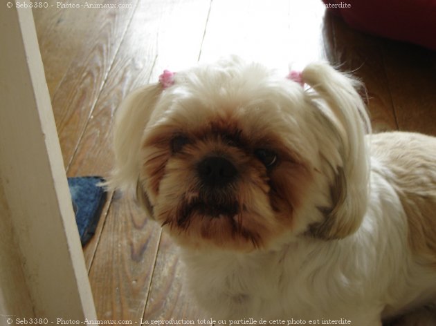 Photo de Shih tzu