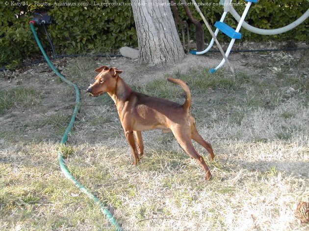 Photo de Pinscher nain