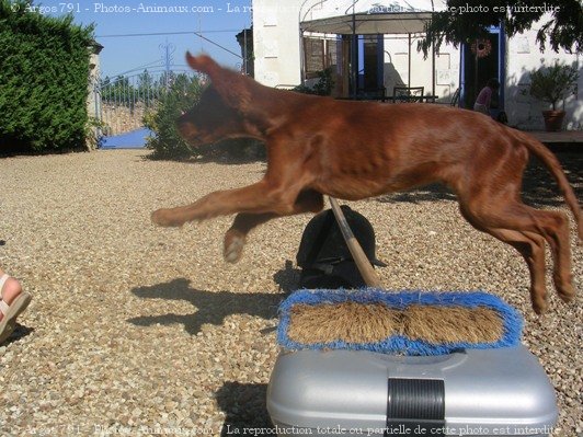 Photo de Setter irlandais rouge