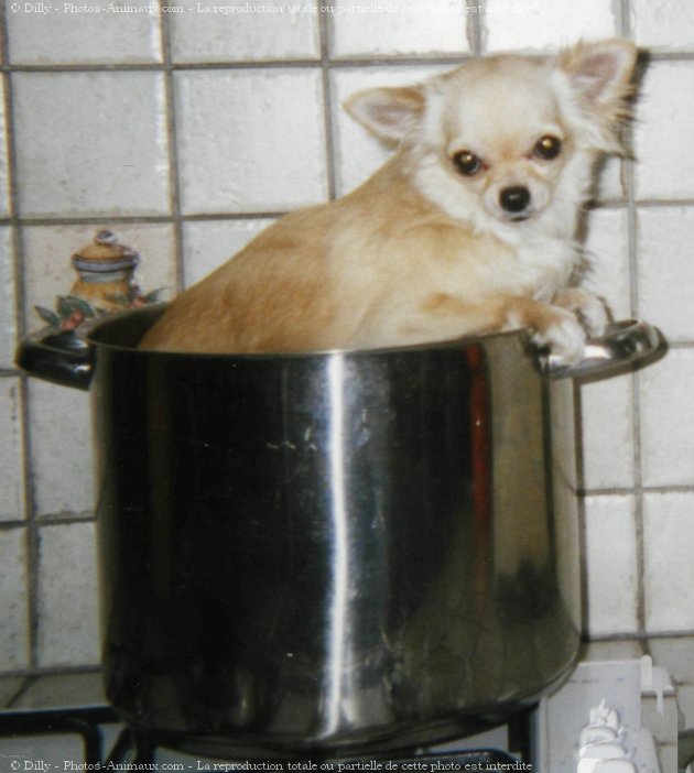 Photo de Chihuahua  poil long