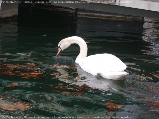 Photo de Cygne