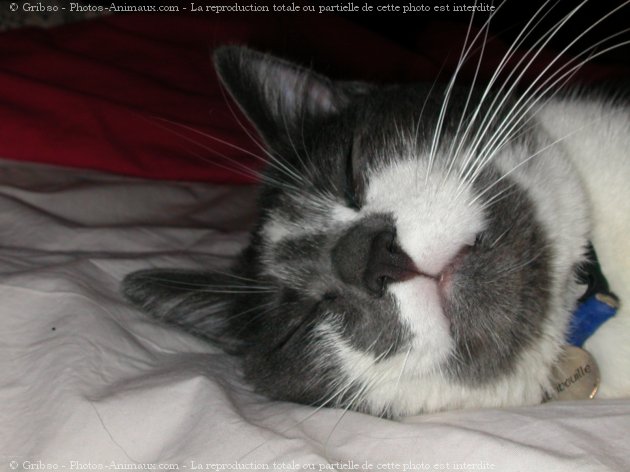 Photo de Chat domestique