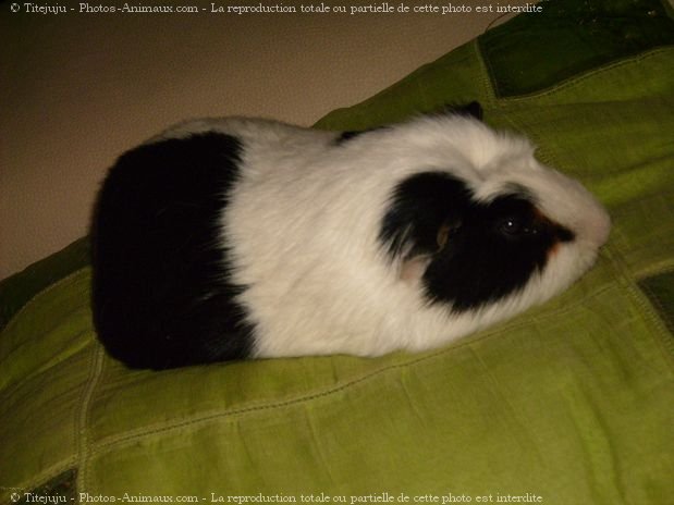 Photo de Cochon d'inde