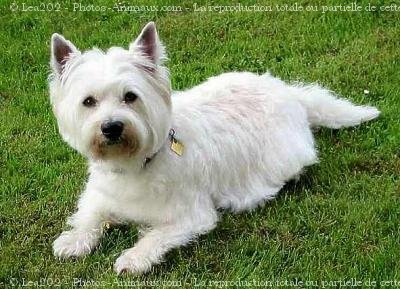 Photo de West highland white terrier