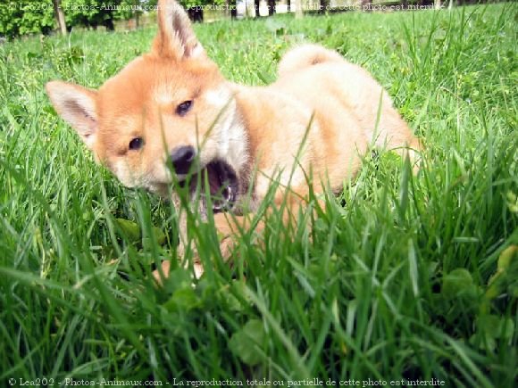 Photo de Shiba